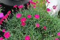  Dianthus Paint the Town Fuchsia -- From Proven Winners® Spring Trials 2016: New series of long-blooming dianthus.  Heaviest flowering in early summer; reblooms all summer.  Single, fuchsia pink flowers.  Low, spreading, glaucous blue foliage.  Exhibits greater heat tolerance; good choice for southern growers.  Zones 4-9.  Height: 6-8 inches.  Spread: 12-14 Inches. Full Sun to Light Shade.  USPPAF.  CanPBRAF.