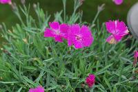  Dianthus Paint the Town Fuchsia -- From Proven Winners® Spring Trials 2016: New series of long-blooming dianthus.  Heaviest flowering in early summer; reblooms all summer.  Single, fuchsia pink flowers.  Low, spreading, glaucous blue foliage.  Exhibits greater heat tolerance; good choice for southern growers.  Zones 4-9.  Height: 6-8 inches.  Spread: 12-14 Inches. Full Sun to Light Shade.  USPPAF.  CanPBRAF.