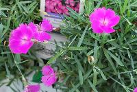  Dianthus Paint the Town Fuchsia -- From Proven Winners® Spring Trials 2016: New series of long-blooming dianthus.  Heaviest flowering in early summer; reblooms all summer.  Single, fuchsia pink flowers.  Low, spreading, glaucous blue foliage.  Exhibits greater heat tolerance; good choice for southern growers.  Zones 4-9.  Height: 6-8 inches.  Spread: 12-14 Inches. Full Sun to Light Shade.  USPPAF.  CanPBRAF.