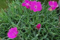  Dianthus Paint the Town Fuchsia -- From Proven Winners® Spring Trials 2016: New series of long-blooming dianthus.  Heaviest flowering in early summer; reblooms all summer.  Single, fuchsia pink flowers.  Low, spreading, glaucous blue foliage.  Exhibits greater heat tolerance; good choice for southern growers.  Zones 4-9.  Height: 6-8 inches.  Spread: 12-14 Inches. Full Sun to Light Shade.  USPPAF.  CanPBRAF.