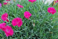  Dianthus Paint the Town Magenta -- From Proven Winners® Spring Trials 2016: New series of long-blooming dianthus.  Heaviest flowering in early summer; reblooms all summer.  Single, magenta flowers with lavender center.  Low, spreading, glaucous blue foliage.  Exhibits greater heat tolerance; good choice for southern growers.  Zones 4-9.  Height: 6-8 inches.  Spread: 12-14 Inches. Full Sun to Light Shade.  USPPAF.  CanPBRAF.