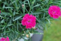  Dianthus Paint the Town Magenta -- From Proven Winners® Spring Trials 2016: New series of long-blooming dianthus.  Heaviest flowering in early summer; reblooms all summer.  Single, magenta flowers with lavender center.  Low, spreading, glaucous blue foliage.  Exhibits greater heat tolerance; good choice for southern growers.  Zones 4-9.  Height: 6-8 inches.  Spread: 12-14 Inches. Full Sun to Light Shade.  USPPAF.  CanPBRAF.