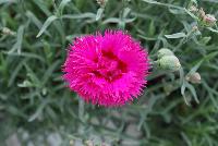 Fruit Punch® Dianthus Spiked Punch -- From Proven Winners® Spring Trials 2016: Double, vibrant fuchsia-pink flowers.  Deep red eye and heavily serrated petals.  Blooms in early summer and early fall.  Steel-blue foliage.  Compact habit.  Zones 4-9.  Height: 6-8 inches.  Spread: 12-14 Inches. Full Sun to Light Shade.  USPPAF.  CanPBRAF.