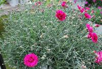 Fruit Punch® Dianthus Spiked Punch -- From Proven Winners® Spring Trials 2016: Double, vibrant fuchsia-pink flowers.  Deep red eye and heavily serrated petals.  Blooms in early summer and early fall.  Steel-blue foliage.  Compact habit.  Zones 4-9.  Height: 6-8 inches.  Spread: 12-14 Inches. Full Sun to Light Shade.  USPPAF.  CanPBRAF.