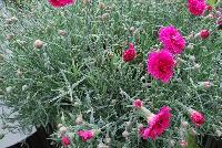 Fruit Punch® Dianthus Spiked Punch -- From Proven Winners® Spring Trials 2016: Double, vibrant fuchsia-pink flowers.  Deep red eye and heavily serrated petals.  Blooms in early summer and early fall.  Steel-blue foliage.  Compact habit.  Zones 4-9.  Height: 6-8 inches.  Spread: 12-14 Inches. Full Sun to Light Shade.  USPPAF.  CanPBRAF.