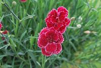 Fruit Punch® Dianthus Black Cherry Frost -- From Proven Winners® Spring Trials 2016: Double, red flowers with a pink picotee edge.  Blooms in early summer and early fall.  Attractive silvery blue foliage.  Compact habit ad strong flower stems.  Zones 4-9.  Height: 8-10 inches.  Spread: 12-14 Inches. Full Sun to Light Shade.  USPPAF.  CanPBRAF.
