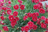 Fruit Punch® Dianthus Black Cherry Frost -- From Proven Winners® Spring Trials 2016: Double, red flowers with a pink picotee edge.  Blooms in early summer and early fall.  Attractive silvery blue foliage.  Compact habit ad strong flower stems.  Zones 4-9.  Height: 8-10 inches.  Spread: 12-14 Inches. Full Sun to Light Shade.  USPPAF.  CanPBRAF.