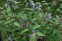  Amsonia tabernaemontana Storm Cloud -- From Proven Winners® Spring Trials 2016: Emerges with dark foliage and stems in spring.  Light blue flowers mid-spring through early summer; longer blooming due to secondary flowers.  Attractive olive green foliage in summer.  Low maintenance, shrub-like perennial.  Zones 4-9.  Height: 24-30 inches.  Spread: 38-42 Inches. Full Sun to Light Shade.