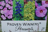   -- From Proven Winners® Spring Trials 2016: A full line of proven perennials.