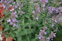  Nepeta Cat's Meow -- From Proven Winners® Spring Trials 2016: A much more refined nepeta compared to older cultivars.  Forms a neatly compact, rounded mound of fragrant, grey-green foliage.  Lower maintenance selection; no need for trimming to maintain tidy habit.  Sky-blue flowers with smoky purple calyxes on well-branched stems.  Blooms early summer into early fall it trimmed back after first round of blooms.  Zones 3-8.  Height: 17-20 inches.  Spread: 24-36 Inches. Full Sun.  USPP24472.  CanPBRAF.