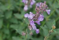  Nepeta Cat's Meow -- From Proven Winners® Spring Trials 2016: A much more refined nepeta compared to older cultivars.  Forms a neatly compact, rounded mound of fragrant, grey-green foliage.  Lower maintenance selection; no need for trimming to maintain tidy habit.  Sky-blue flowers with smoky purple calyxes on well-branched stems.  Blooms early summer into early fall it trimmed back after first round of blooms.  Zones 3-8.  Height: 17-20 inches.  Spread: 24-36 Inches. Full Sun.  USPP24472.  CanPBRAF.