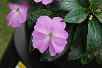 Infinity® New Guinea Impatiens Lavender Improved -- From Proven Winners® Spring Trials 2016, Overall improvement, well-matched with others in the Infinity® ollection.  Large, lavender flowers all season without deadheading.  Improved vigor, excellent garden performance.  Grow in 4.25 Grande™ containers, monocultures, or in combination with other medium-vigor varieties. Height: 10-14 inches.  Spread: 8-12 Inches. Part Shade to Shade.  Vigor 1.  USPPAF.  CanPBRAF.