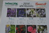   -- From Sunset Western Garden Collection®, Spring Trials 2016: New Releases for 2016.  Exceptional Plants for Western Gardens.  More @ www.sunsetwesterngardencollection.com