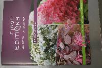 First Editions®  -- At Pacific Plug & Liner, Spring Trials 2016: First Editions® Plants.  Selected for Success™.  2016 Catalog.  More @ www.FirstEditionPlants.com