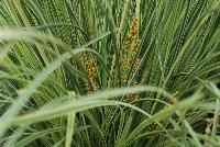 Platinum Beauty™ Lomandra  -- From the Southern Living® Plant Collection, Spring Trials 2016.  A new grass specimen of Lomandra.  Full Sun to Part Shade.  Height: 2 feet.  Spread:  3 feet.  Zone 8.  SouthernLivingPlants.com