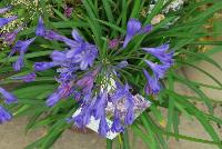 Little Blue Fountain Agapanthus  -- From the Southern Living® Plant Collection, Spring Trials 2016.  A new perennial specimen of Agapanthus with prolific lavender to white blooms on sturdy stems.  Full Sun to Part Shade.  Height: 1-2 feet.  Spread:  1-2 feet.  Zone 8-10.  SouthernLivingPlants.com