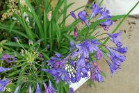 Little Blue Fountain Agapanthus  -- From the Southern Living® Plant Collection, Spring Trials 2016.  A new perennial specimen of Agapanthus with prolific lavender to white blooms on sturdy stems.  Full Sun to Part Shade.  Height: 1-2 feet.  Spread:  1-2 feet.  Zone 8-10.  SouthernLivingPlants.com