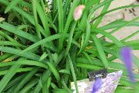 Little Blue Fountain Agapanthus  -- From the Southern Living® Plant Collection, Spring Trials 2016.  A new perennial specimen of Agapanthus with prolific lavender to white blooms on sturdy stems.  Full Sun to Part Shade.  Height: 1-2 feet.  Spread:  1-2 feet.  Zone 8-10.  SouthernLivingPlants.com