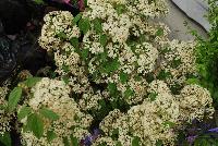 Snow Joey™ Viburnum  -- From the Southern Living® Plant Collection, Spring Trials 2016.  A new specimen of Viburnum with prolific, dense clusters of small cream white blooms on sturdy stems.  Full Sun to Part Shade.  Height: 6-8 feet.  Spread: 4-6 feet. Zone 7-10.  SouthernLivingPlants.com