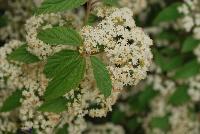 Snow Joey™ Viburnum  -- From the Southern Living® Plant Collection, Spring Trials 2016.  A new specimen of Viburnum with prolific, dense clusters of small cream white blooms on sturdy stems.  Full Sun to Part Shade.  Height: 6-8 feet.  Spread: 4-6 feet. Zone 7-10.  SouthernLivingPlants.com