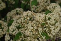 Snow Joey™ Viburnum  -- From the Southern Living® Plant Collection, Spring Trials 2016.  A new specimen of Viburnum with prolific, dense clusters of small cream white blooms on sturdy stems.  Full Sun to Part Shade.  Height: 6-8 feet.  Spread: 4-6 feet. Zone 7-10.  SouthernLivingPlants.com