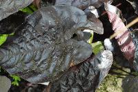 Black Ripple Colocasia  -- From the Southern Living® Plant Collection, Spring Trials 2016.  A new specimen of Colocasia with large black, wrinkled leaves on sturdy stems .  Full Sun to Part Shade.  Height: 3 feet.  Spread: 3 feet. Zone 8-11.  SouthernLivingPlants.com