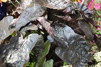 Black Ripple Colocasia  -- From the Southern Living® Plant Collection, Spring Trials 2016.  A new specimen of Colocasia with large black, wrinkled leaves on sturdy stems .  Full Sun to Part Shade.  Height: 3 feet.  Spread: 3 feet. Zone 8-11.  SouthernLivingPlants.com