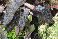 Black Ripple Colocasia  -- From the Southern Living® Plant Collection, Spring Trials 2016.  A new specimen of Colocasia with large black, wrinkled leaves on sturdy stems .  Full Sun to Part Shade.  Height: 3 feet.  Spread: 3 feet. Zone 8-11.  SouthernLivingPlants.com