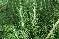 Chef's Choice® Rosemary  -- From the Southern Living® Plant Collection, Spring Trials 2016.  A new Rosemary addition to the collection with a fragrant, edible culinary herb. .  Full Sun.  Height: 12-18 inches. Spread: 12 inches Zone 6-11.  SouthernLivingPlants.com
