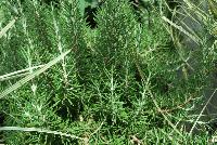 Chef's Choice® Rosemary  -- From the Southern Living® Plant Collection, Spring Trials 2016.  A new Rosemary addition to the collection with a fragrant, edible culinary herb. .  Full Sun.  Height: 12-18 inches. Spread: 12 inches Zone 6-11.  SouthernLivingPlants.com