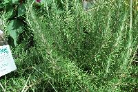 Chef's Choice® Rosemary  -- From the Southern Living® Plant Collection, Spring Trials 2016.  A new Rosemary addition to the collection with a fragrant, edible culinary herb. .  Full Sun.  Height: 12-18 inches. Spread: 12 inches Zone 6-11.  SouthernLivingPlants.com