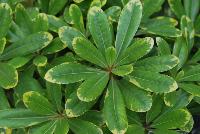 Mojo® Pittosporum  -- From the Southern Living® Plant Collection, Spring Trials 2016.  A new Pittosporum with shiny green foliage, accentuated with a light cream edge and adorned with petite star-shaped white flowers. Part to Full Shde.  Height: 3 feet. Spread: 3 feet.  Zone 7-10.  SouthernLivingPlants.com