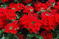 Endurascape™ Verbena Red -- From the Southern Living® Plant Collection, Spring Trials 2016.  A new Verbena with dark green, serrated foliage, accentuated with plentiful, clusters of brilliant red flowers. A heat and drought tolerant perennial in southern climes SouthernLivingPlants.com