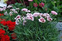 Scent First® Dianthus Raspberry Surprise -- From the Southern Living® Plant Collection, Spring Trials 2016.  A new Dianthus with dark green foliage, accentuated with frilled, pink flowers accentuated with a dark maroon center.  A full sun to part shade perennial in Zones 5 – 9.  Height: 10 inches.  Spread: 12 inches. SouthernLivingPlants.com