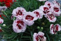 Scent First® Dianthus Raspberry Surprise -- From the Southern Living® Plant Collection, Spring Trials 2016.  A new Dianthus with dark green foliage, accentuated with frilled, pink flowers accentuated with a dark maroon center.  A full sun to part shade perennial in Zones 5 – 9.  Height: 10 inches.  Spread: 12 inches. SouthernLivingPlants.com