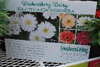 Drakensburg Daisy™ Gerbera hardy  -- From the Southern Living® Plant Collection, Spring Trials 2016.  the Hardy Garden Gerbera Drakensberg Daisy™, a vigorous and hardy specimen with a profusion of daisy-like flowers with darker centers.  The medium-sized flowers top sturdy stems avoe a rosette of dark green foliage from spring until first frost.  The Drakensberg Daisy™ series is bred to thrive in full sun and intense heat and humidity and is incredibly disease resistant.  Height: 12-16 inches.  Spread: 12-16 inches.  Zone 7.  Available in ''White', 'Apricot', 'Buttercup', 'Orange' and 'Pink'.  SouthernLivingPlants.com