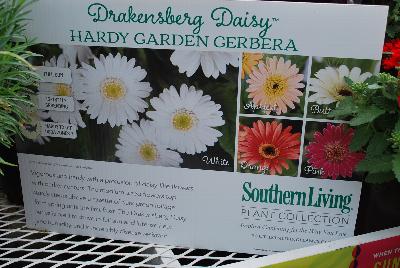 From the Southern Living® Plant Collection, Spring Trials 2016.  the Hardy Garden Gerbera Drakensberg Daisy™, a vigorous and hardy specimen with a profusion of daisy-like flowers with darker centers.  The medium-sized flowers top sturdy stems avoe a rosette of dark green foliage from spring until first frost.  The Drakensberg Daisy™ series is bred to thrive in full sun and intense heat and humidity and is incredibly disease resistant.  Height: 12-16 inches.  Spread: 12-16 inches.  Zone 7.  Available in ''White', 'Apricot', 'Buttercup', 'Orange' and 'Pink'.  SouthernLivingPlants.com