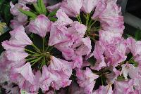 Southgate® Rhododendron Radiance™ -- From the Southern Living® Plant Collection, Spring Trials 2016.  A new Rhododenron with an abundance of large, showy, frilly pink blooms that turn white with age. A part shade to full shade shrub in Zones 6 – 9.  Height: 4-5 feet.  Spread: 4-5 feet. SouthernLivingPlants.com