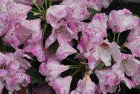 Southgate® Rhododendron Radiance™ -- From the Southern Living® Plant Collection, Spring Trials 2016.  A new Rhododenron with an abundance of large, showy, frilly pink blooms that turn white with age. A part shade to full shade shrub in Zones 6 – 9.  Height: 4-5 feet.  Spread: 4-5 feet. SouthernLivingPlants.com