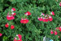  Salvia Little Kiss -- New from the Sunset Western Garden Collection®, Salvia 'Little Kiss'.  A stunning and brilliant specimen with lime foliage and prolific red and white flowers.  A water wise, heat tolerant, deer/gopher resistant variety that attracts pollinators.  Zone 8 – 10.  Height: 18 inches.  Spread: 18 inches.  Full Sun.  Water favorable.  SaveOurH20.org  SunsetWesternGardenCollection.com