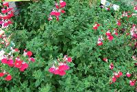  Salvia Little Kiss -- New from the Sunset Western Garden Collection®, Salvia 'Little Kiss'.  A stunning and brilliant specimen with lime foliage and prolific red and white flowers.  A water wise, heat tolerant, deer/gopher resistant variety that attracts pollinators.  Zone 8 – 10.  Height: 18 inches.  Spread: 18 inches.  Full Sun.  Water favorable.  SaveOurH20.org  SunsetWesternGardenCollection.com