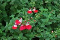  Salvia Little Kiss -- New from the Sunset Western Garden Collection®, Salvia 'Little Kiss'.  A stunning and brilliant specimen with lime foliage and prolific red and white flowers.  A water wise, heat tolerant, deer/gopher resistant variety that attracts pollinators.  Zone 8 – 10.  Height: 18 inches.  Spread: 18 inches.  Full Sun.  Water favorable.  SaveOurH20.org  SunsetWesternGardenCollection.com