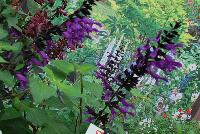  Salvia Amistad -- From the Sunset Western Garden Collection®, Salvia 'Amistad'.  A prolific flowering specimen with dark, rich purple flowers from spring to frost on long, sturdy stems, accentuated with deep rich green leaves.  Full Sun to Part Shade. Sunset Zones: 9, 14-24.  Height: 3-4 feet. Spread: 3 feet.   SunsetWesternGardenCollection.com