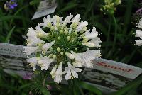  Agapanthus Ever White -- From the Sunset Western Garden Collection®, Agapanthus 'Indigo Frost'™.  A dwarf specimen with large white flowers.  Blooms open in early summer on long, sturdy stems, accentuated with long, deep green leaves.  Full Sun to Part Shade. Zones: 7B – 9.  Height: 1-2 feet. Spread: 1-2 feet.   SunsetWesternGardenCollection.com