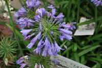  Agapanthus Ever Blue -- From the Sunset Western Garden Collection®, Agapanthus 'Indigo Frost'™.  A dwarf specimen with Deep blue flowers.   Blooms open in early summer on long, sturdy stems, accentuated with long, deep green leaves.  Full Sun to Part Shade. Zones: 8 –10.  Height: 1-2 feet. Spread: 1-2 feet.   SunsetWesternGardenCollection.com