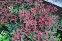  Nandina Obsession™ -- From the Southern Living Plant Collection®, Mahonia 'Marvel' a new shrub with deep, rich red foliage with spiky edges. Prefers Part Shade to Full Sun. Height: 3-4 feet.  Spread: 3-4 feet.  Zones 6-10.  SouthernLivingPlants.com