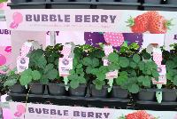  Strawberry Bubble Berry -- From Pacific Plug & Liner, Spring Trials 2016: the 'Bubble Berry' Strawberry produces its delicious berries June to August.  “I taste like bubblegum!”  Shown with the 'Hula Berry' Strawberry.