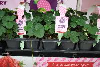  Strawberry Bubble Berry -- From Pacific Plug & Liner, Spring Trials 2016: the 'Bubble Berry' Strawberry produces its delicious berries June to August.  “I taste like bubblegum!”  Shown with the 'Hula Berry' Strawberry.