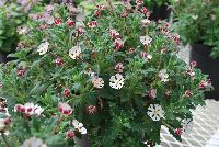  Zaluzianskya ovata Star Balsam -- From Hishtil @ Pacific Plug & Liner, Spring Trials 2016: A rounded perennial with dull green leaves.  Its unique flowers appear crimson-red when closed and white when opened.  A remarkable patio and bedding plant for a uniquely-shaped summer color show.  Night-scented flowers.