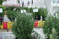  Lavandula dentata Evermore Blue -- From Hishtil @ Pacific Plug & Liner, Spring Trials 2016: An experimental variety of lavender.